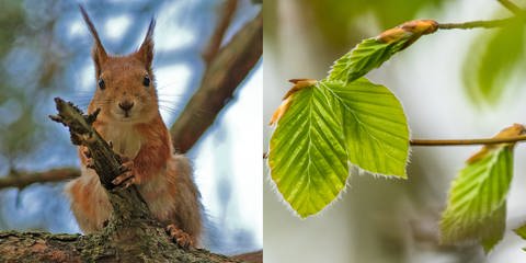 Eichhörnchen und Buchenblatt (Foto: Colourbox, Collage: SWR)