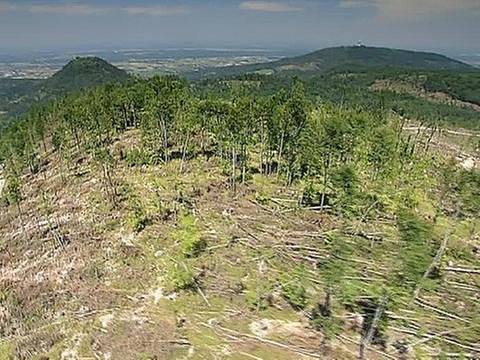 Ein Hügel mit vielen umgeworfenen Bäumen nach „Lothar“ (Foto: SWR - Screenshot aus der Sendung)