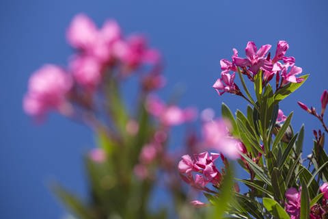 Oleander (Foto: Imago)