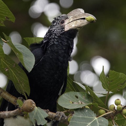 Silberwangenhornvogel (Foto: Imago)