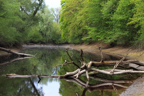 Auenwald an einem Flussufer (Foto: Imago)