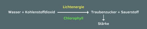 Zu sehen ist die vereinfachte Darstellung der chemischen Reaktion bei der Photosynthese. Wasser und Kohlenstoffdixoid werden unter Einfluss von Lichtenergie und Chlorophyll zu Traubenzucker und Sauerstoff. der Trauebnzucker wird dann in Stärke umgewandelt.   (Foto: )