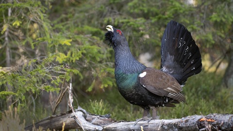 Ein Auerhahn im Schwarzwald: Er wirbt mit Rufen um ein Weibchen. Der Schwarzwald bietet Lebensraum für seltene Tiere.