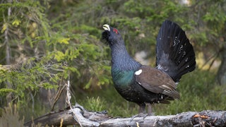 Ein Auerhahn im Schwarzwald: Er wirbt mit Rufen um ein Weibchen. Der Schwarzwald bietet Lebensraum für seltene Tiere.