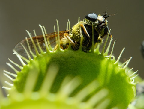 Venusfliegenfalle