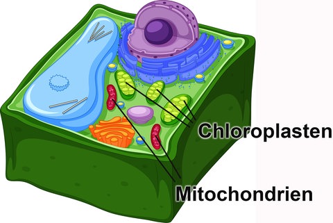 Schematische Pflanzenzelle