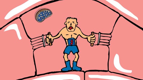 In der Animation zur Zelllatmung wird anhand eines Sportlers mit zwei Zugbändern die Aktivität der Muskelzelle visualisiert. Ohne Energiequellen wie der Zucker aus einer Kirsche können die Muskelzellen nicht arbeiten.