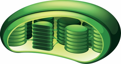 Chloroplast