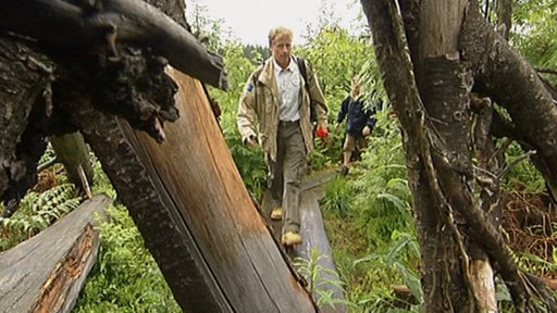 Ein Mann läuft über einen Holzsteg durch einen Wald.