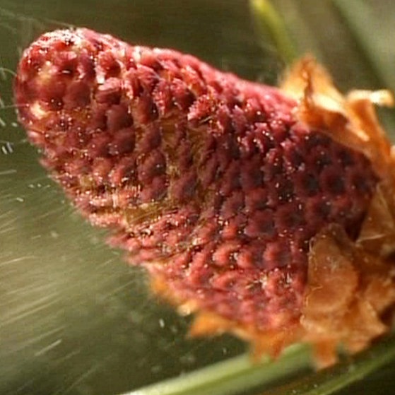 Fichte: männlicher Blütenstand