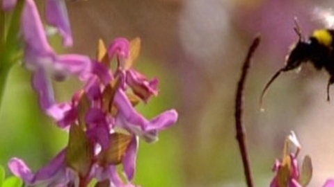 Bannerbild