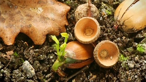 Mehrere Eicheln auf einem Waldboden, von denen eine keimt.