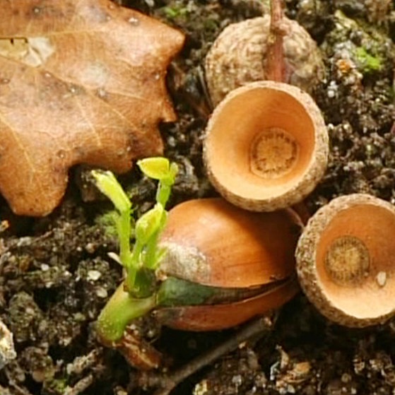 Mehrere Eicheln auf einem Waldboden, von denen eine keimt.