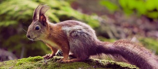 Bannerbild Eichhörnchen