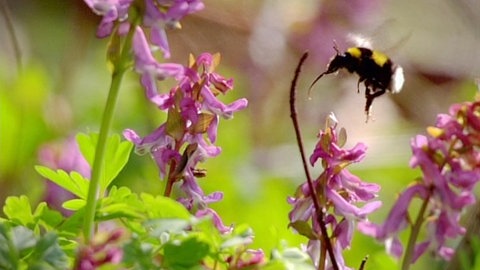 Gartenhummel an Lerchensporn