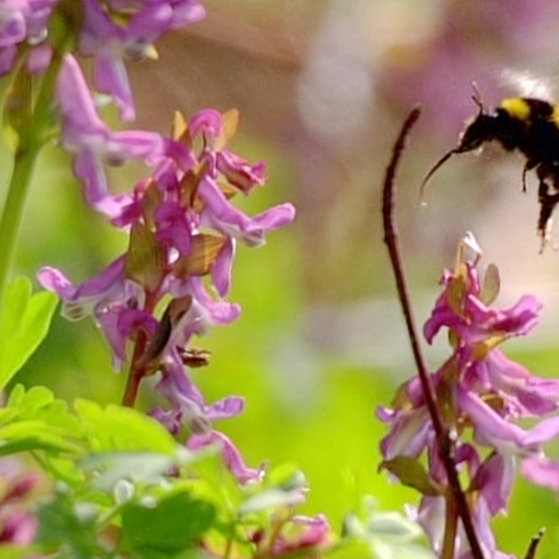 Gartenhummel an Lerchensporn