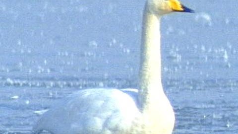 Ein Singschwan auf dem Wasser (Foto: SWR - Screenshot aus der Sendung)