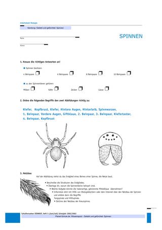 Arbeitsblatt 7: Körperbau der Spinne (Foto: )