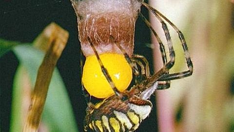 Wespenspinne presst Eier (Foto: SWR - Screenshot aus der Sendung)