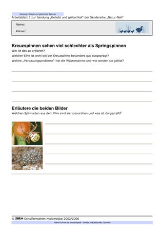 Arbeitsblatt 3: Spinnen-Vergleiche (Foto: )