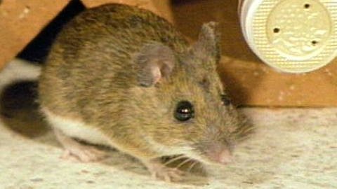 Eine Maus in Nahaufnahme (Foto: SWR - Screenshot aus der Sendung)
