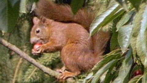 Eichhörnchen (Foto: SWR - Screenshot aus der Sendung)