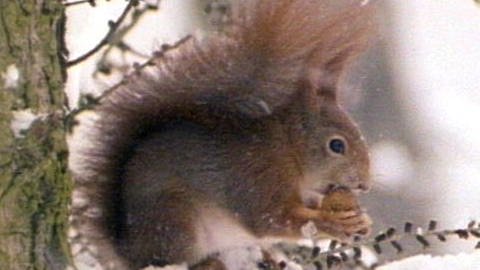 Eichhörnchen (Foto: SWR - Screenshot aus der Sendung)