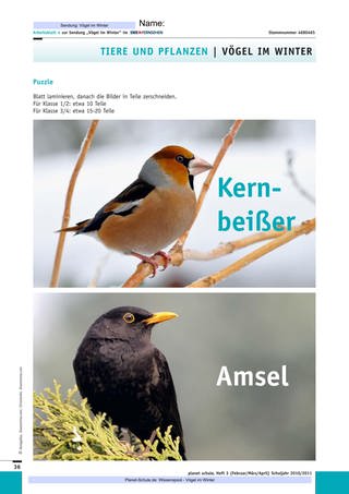 Arbeitsblatt 4: Vogel-Puzzle (Foto: )