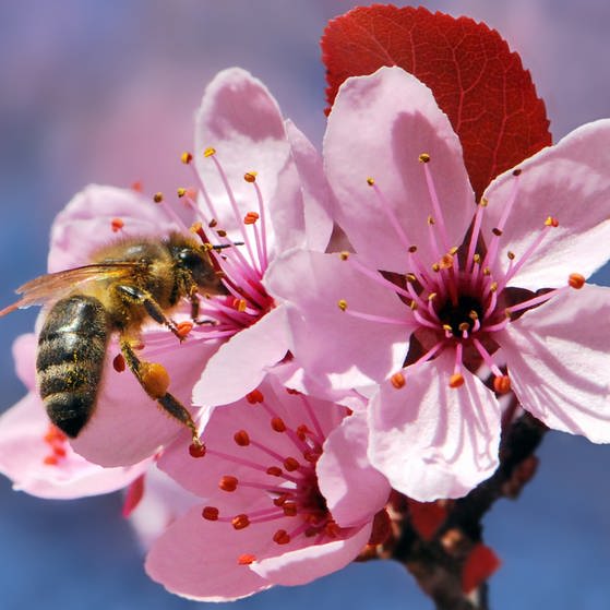 Nahaufnahme einer Biene auf einer pinken Blüte. (Foto: Wilder Kaiser, Pixelio.de)