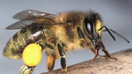 Eine Biene in Nahaufnahme, an einem ihrer Beine ist ein großer gelber Sack (Foto: J. W. Peters, Pixelio.de)