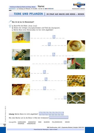 Arbeitsblatt 2: Was ist da los im Bienenstaat? (Foto: )