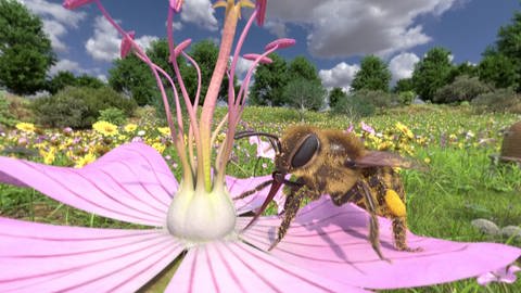 Honigbiene VR, Screenshot aus dem Lernspiel (Foto: )