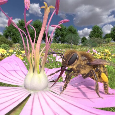 Eine Biene sitzt auf einer Blüte (Foto: Honigbiene VR, Screenshot aus dem Lernspiel)
