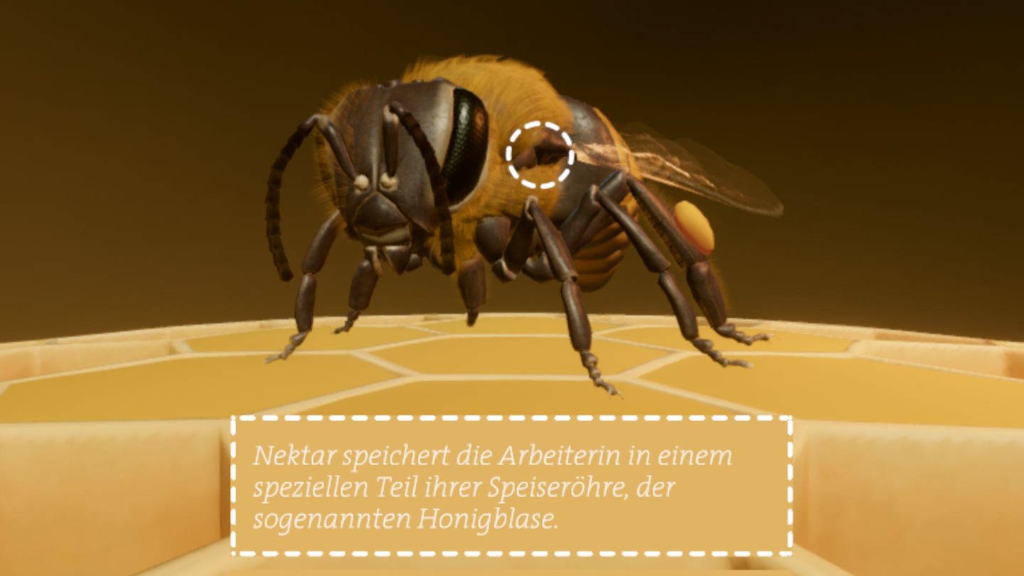 Honigbiene in 3D, Screenshot aus dem Lernspiel (Foto: Screenshot aus dem Lernspiel)