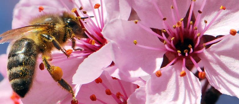 Eine Biene an einer rosanen Blüte. (Foto: Wilder Kaiser, wikipedia)