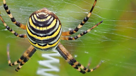 Eine Wespenspinne in ihrem Netz von hinten. (Foto: Imago/imagebroker, Retusche:SWR)