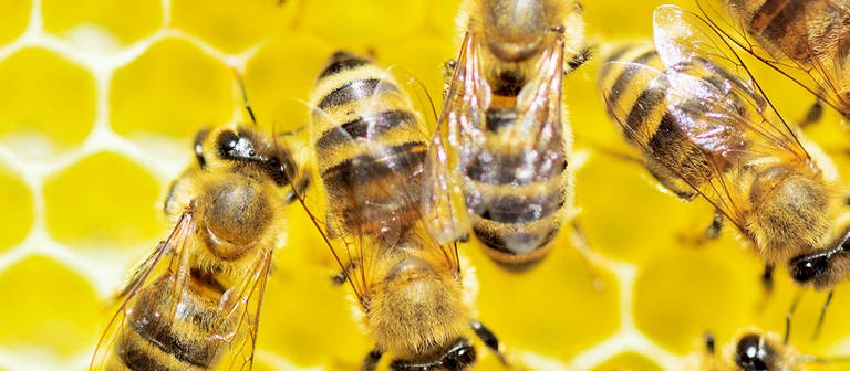 Bienen auf Honigwaben. (Foto: Imago/imagebroker)