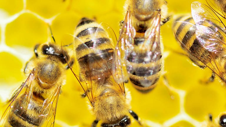 Bienen auf Honigwaben. (Foto: Imago/imagebroker)