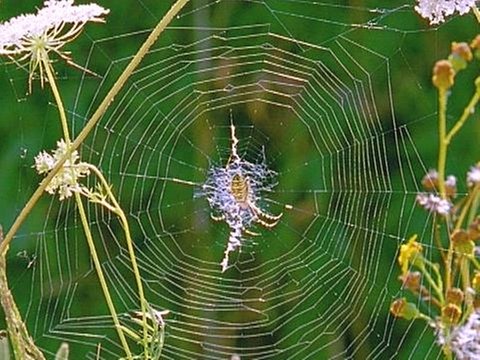 Netz einer Wespenspinne (Foto: SWR - Screenshot aus der Sendung)