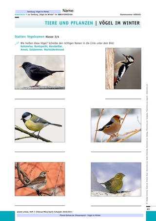 Arbeitsblatt 9: Vogelnamen (Klasse 34)