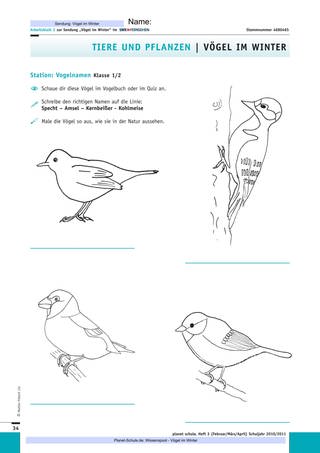 Arbeitsblatt 2: Vogelnamen (Klasse 12)