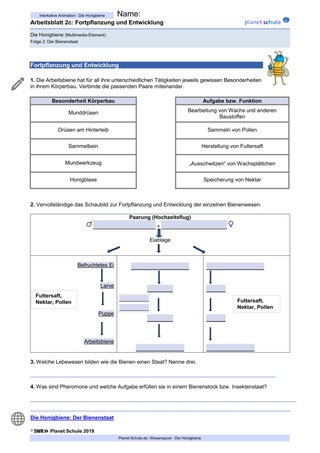 Arbeitsblatt 2c: Honigbiene: Entwicklung