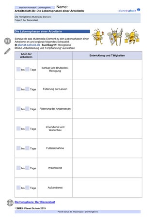 Arbeitsblatt 2b: Bienen: Lebensphasen einer Arbeiterin