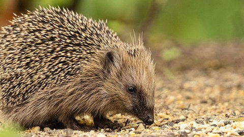 Ein Igel auf Waldboden.