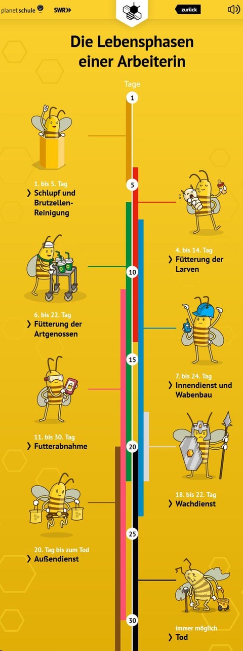Zeitstrahl mit Lebensphasen der Arbeiterinnen.