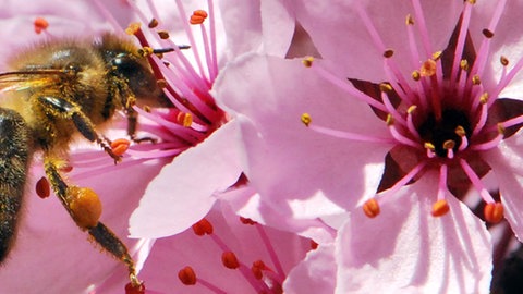 Eine Biene an einer rosanen Blüte.