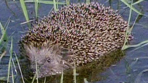 Igel im Wasser