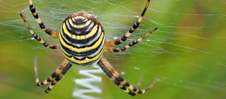 Eine Wespenspinne in ihrem Netz von hinten.