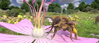 Eine Biene sitzt auf einer Blüte