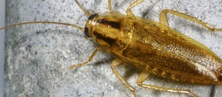 EIne Kakerlake an der Wand.